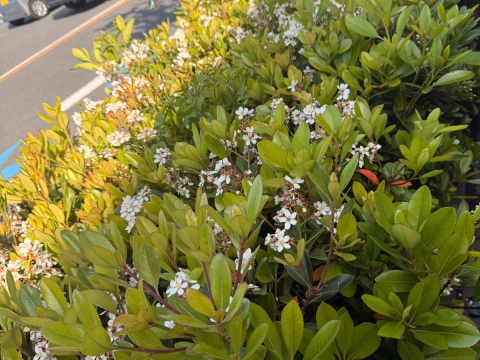 CHUYẾN ĐI GẶP GỠ ĐỐI TÁC VÀ THĂM HỌC VIÊN TRUNG TÂM ĐỒNG NAI TẠI NHẬT BẢN